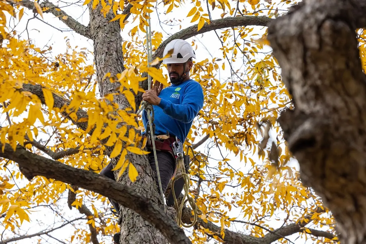 Skilled Tree Transplanting crew working in Gila Bend